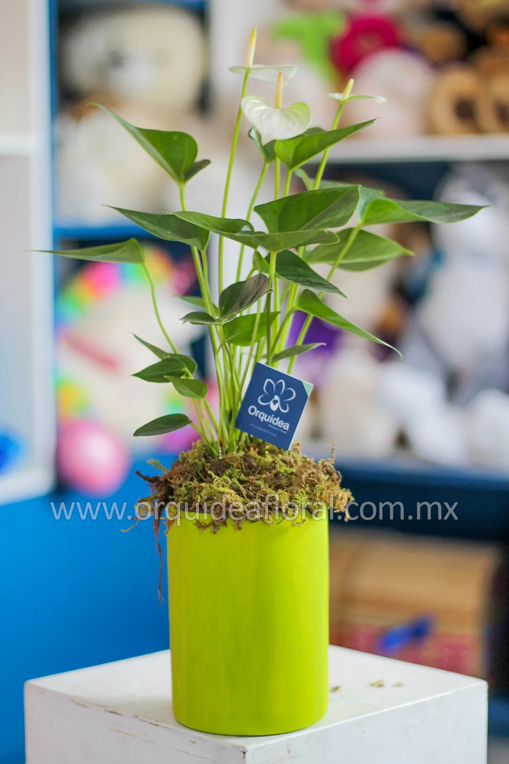 Anturio Mini Premium | Florería en Cuernavaca | Orquídea Boutique Floral